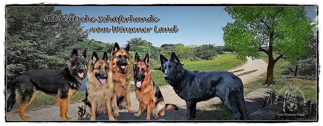 Avani - altdeutsche-schferhunde-vom-winsener-land-fotoalben.de